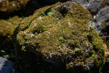 moss on stone