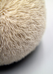 Deer rump mushrooms(Hericium erinaceum) 