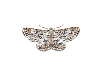 Fototapeta premium Beautiful moth isolated on white background night butterfly