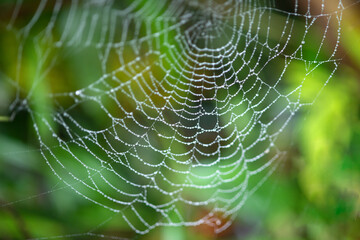 The macro of the spider's web with dew