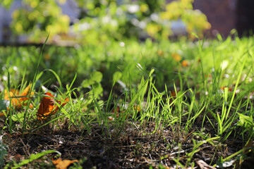 the grass grows in the city park on a summer sunny day