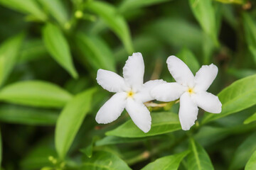 Obraz na płótnie Canvas Gerdenia Crape Jasmine, Gardenia jasminoides, close up white flowers and blur leaf background
