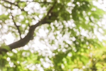 Fototapeta premium blur, abstract blurred bokeh background of the tree
