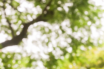 blur, abstract blurred bokeh background of the tree