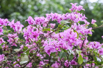 Fototapeta na wymiar Bougainvillea purple flowers in the garden