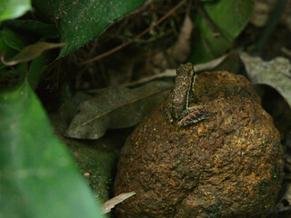 Brown frog hidden in rainforest