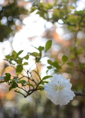 サザンカの白い花