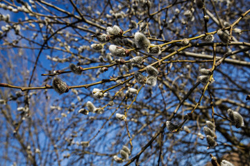 Springtime nature background. Gentle, fluffy buds in spring create an atmosphere of freshness. Fluffy willow buds on the branches in the spring sunny day