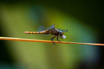 close up of dragonfly while consuming his prey