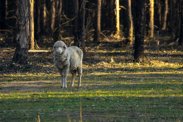 Lamb walking on the ground