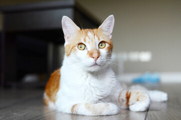 Hermoso gato anaranjado acostado mirando a cámara