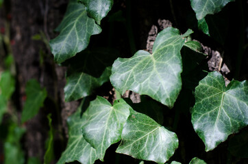 ivy on the vine