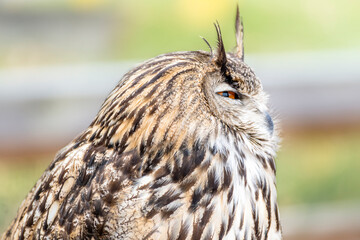 Closeup Profile Head Shot of Eastern screech owl
