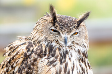 Closeup Head Shot of Eastern screech owl Half-eye-opened