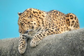 Fototapeta na wymiar African Leopard Climbing up A Fence Watching Livestock