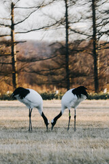 Fototapeta premium Red-crowned crane bird from Kushiro, Hokkaido in winter season.