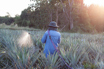 Farmers inject fertilizer into pineapple plant fields with sunset in the evening.