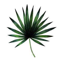 Saw palmetto. Tropical leaf. Watercolor illustration isolated on white background.
