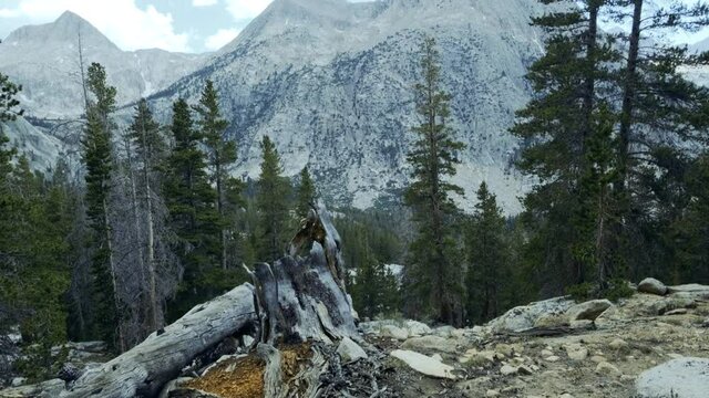 Revealing shot of massive mountain in the Sierras with a fallen tree in the foreground and trees (60 fps slowed to 30 fps)
