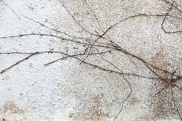 Dried up twigs of a plant growing on a white wall.