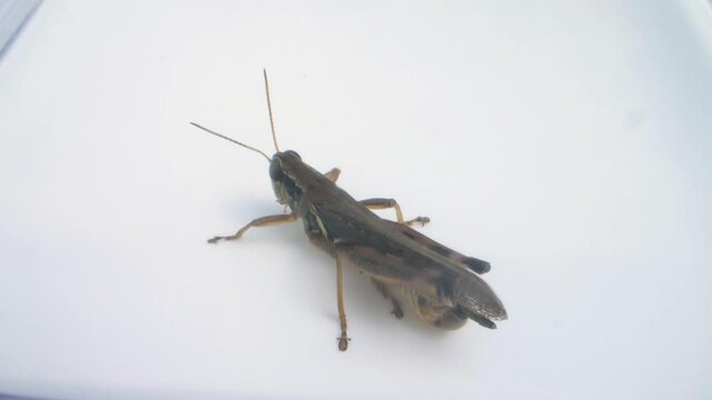 green grasshopper leaving droppings behind