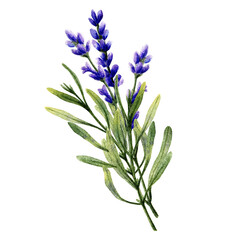 Lavender flowers. Aromatherapy and spa elements. Watercolor hand drawn illustration. Isolated on white background.