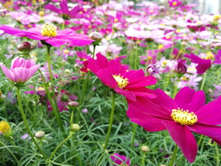 Obraz premium cosmos flowers are blossoming beautifully
