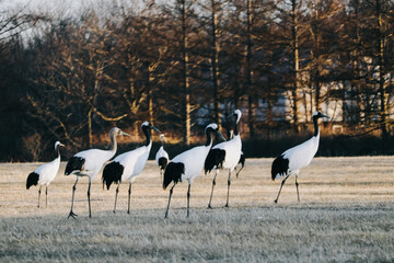 Fototapeta premium Red-crowned crane bird from Kushiro, Hokkaido in winter season.