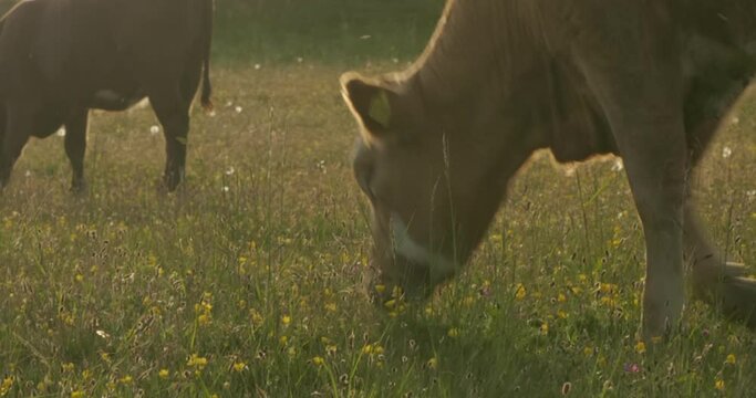 Herd of Brown Cows Eating Grass and Dandelions, In South Sweden Sk&aring;ne, &Ouml;sterlen, K&aring;seberga Near Ales Stenar, Handheld