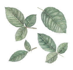 Naklejka na ściany i meble Rose leaves. Illustration painted in watercolor. Isolated on white background.