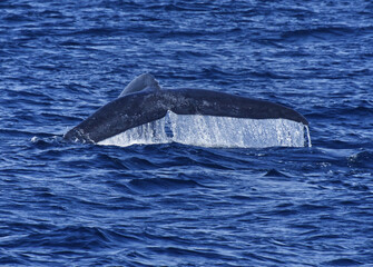 Fototapeta premium Blue Whale Tail Mirissa Srilanka Indian Ocean Coast