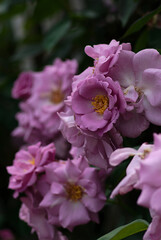 pink and purple roses