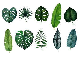 Set of tropical leaves; monstera, palm, banana, saw palmetto, calathea. Watercolor illustration isolated on white background. - obrazy, fototapety, plakaty