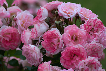 pink and white roses