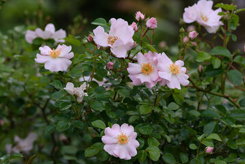 pink and white flowers