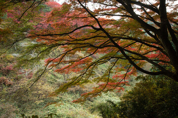 木々を染めるもみじ