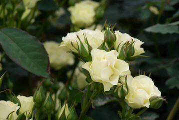 white rose in the garden