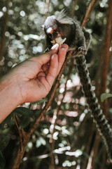 Brazil. Young marmoset Sagui (Callithrix jacchus) monkey sitting on the top of a branch eating a banana from a human hand in a tropical forest. With an out of focus green background