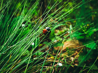 ladybug on grass