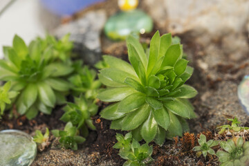 Green succulents in the florarium with stones and colored glass. Home plants.