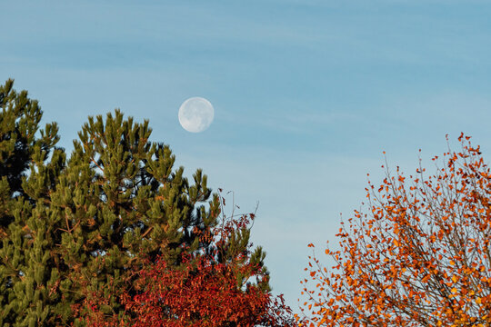 moon starts to set behind trees filled with green, orange and red leaves on a cloudy morning 