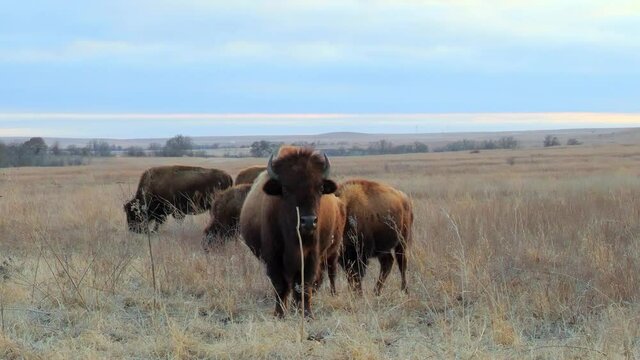 Wild American bison, Bison bison, with one cow among several animals on the prairie with tall grass. Hand held clip with camera moving left, in winter with overcast cloudy sky.