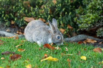 one cute blue eyed grey bunny eating on yellow leaves filled grasses in front of the bushes