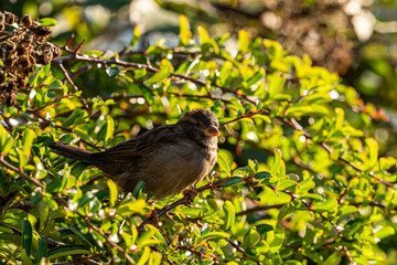 a fluffy chubby young sparrow resting on the branch of the bushes on a  sunny morning 