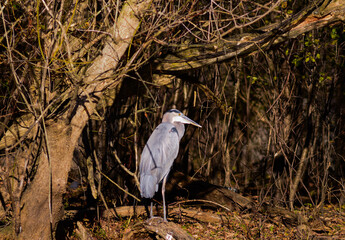 Blue Heron sitting on the edge of a lake