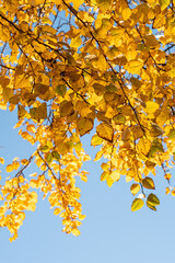 Obraz premium branches filled with dense golden leaves backlit by the sun under a clear blue sky