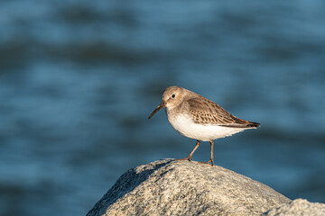 close up of a beautiful dunlin bird resting on the rock near the ocean on a sunny morning 
