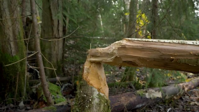 Tree fallen in the forest, gnawed by a beaver - Ground level Pull out shot