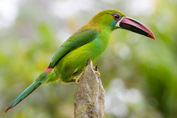 Crimson-rumped Toucanet - Aulacorhynchus haematopygus - Valle del Cauca, Colombia.