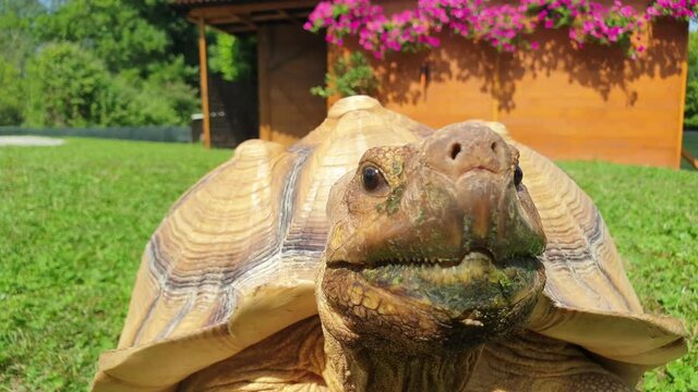 Sulcata turtle moving fast trying to reach camera. Close-up low-angle